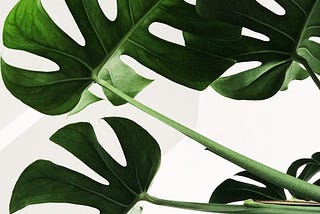 How To Propagate A Fiddle Leaf Fig For Beginners