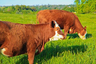 Infographic: What You Should Know About Grass-Fed Beef