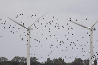 Dutch windmills with swarms of birds flying around them.