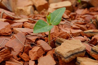 Sprouts of Hope in Trump’s Rubble