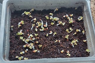 Microgreens growing in container
