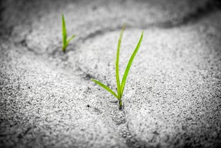 A plant growing in the crack of a sidewalk