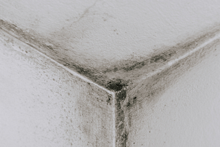 Damp & mould in rented housing in Wales: who is responsible and what can you do about it?