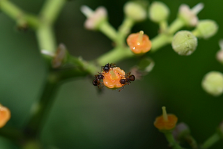 5 POWERFUL GARDEN PLANTS THAT WILL CAUSE INSECTS TO HATE YOUR HOUSE