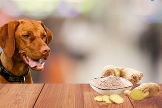 Can dogs eat ginger chews?