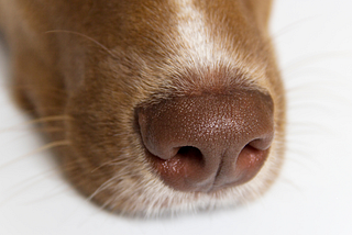 The Uniqueness of Dog Nose Prints: Nature’s Intricate Design