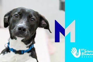 A black and white dog looking at the camera hopefully. The image includes a large M signifying Mars, Incorporated, and the logo for the Mars Petcare Service Humans Needed program.