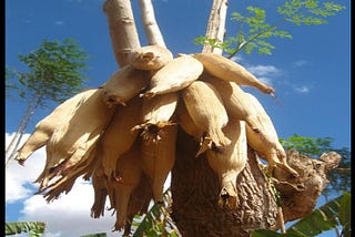 Moringa tree,An Elixir of Longevity and Health