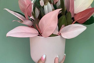 The Philodendron Pink Congo SCAM!