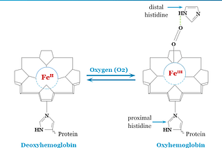 How does oxygen bind to hemoglobin?