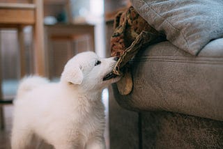 White puppy chewing fabric on furniture