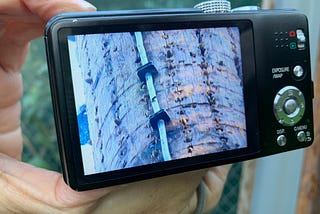 Friendly woman’s photo of the woodpecker’s work up the telephone pole