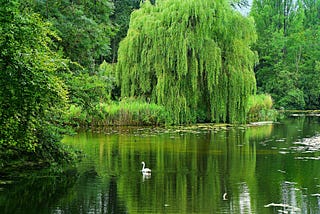 Weeping Willow Tree