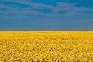 Blue sky over a field of sunflowers