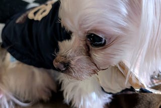 My Maltese, Who Was My Reason to Live, Has Passed Away.