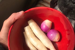 We harvested vegetables from our homegrown plants (Image by author)