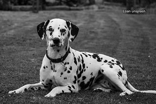 A Dog named Dice