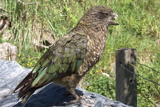 How Bruce The Broken Beaked Kea Became King Of His Circus