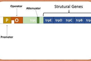Regulation of Gene Expression of TRYPTOPHANO OPERON