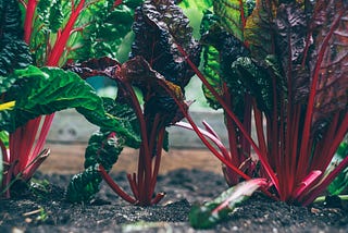 How to Get Started with Gardening
