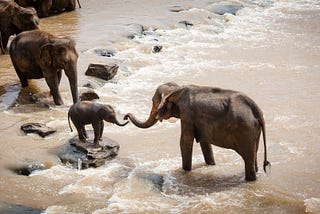1000 words about elephants