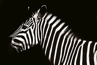 The side profile of a zebra against a pure black backdrop