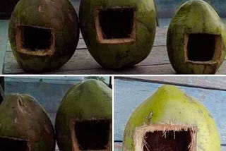 Coconut: House for birds