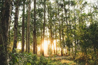 Trees in a forest with warm sunlight filtering through.