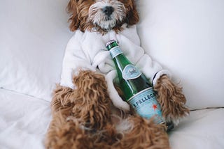 A photo of a shaggy dog lying on it’s back on a white bed. The dog is wearing a dressing gown, and holding a green bottle of Pellegrino water. Looking chill.