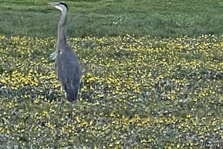 Here are some more updates on great blue herons. Here they’re mostly hunting bottas pocket gophers.