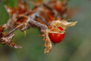 Wild red fruit coming out of its prickly brown casing.