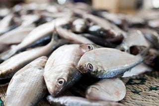 Fish — Sea Food, how is is stored and handled