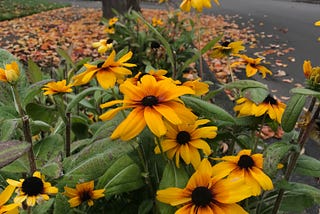 Day 5 | 365 days of goddamn joy