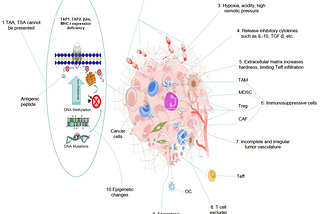 Harnessing the immune system to turn cold tumors hot