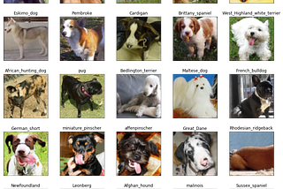 DCGANs — Generating Dog Images with Tensorflow and Keras
