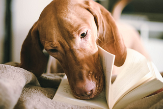 A dog reading a book