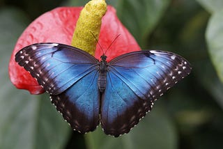 A blue butterfly with spread wings on red flowers with a yellow stem