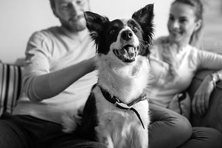 The multi-species family is here, and we’re changing the future of pet care