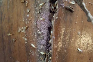 Termite Treatment Singapore | Top-pestcontrol.sg