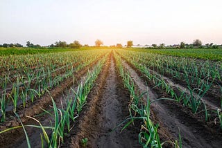 Risk Outlooks Blog | Adapting to Unseasonal Weather and Price Volatility in the Onion Trade