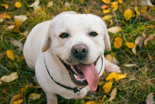 Labrador Retriever in park