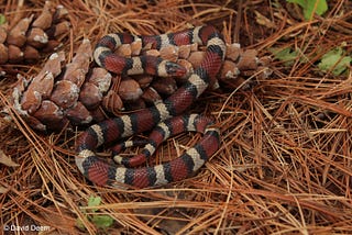 Mimicry and Illusion: How the Kingsnake Tricks Its Predators