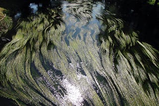 Sunlight on river weed on a fast-flowing river.