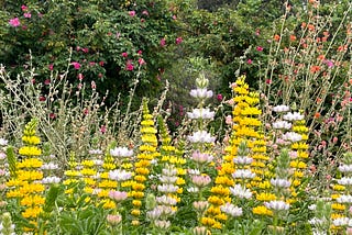 Photo Field Trip: California Botanic Garden