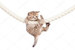 Hang in there cat