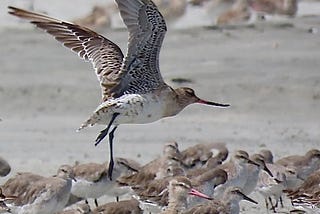 The Rising of the Godwits