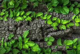 Bright green leaves growing on vines that crawl over top of an old tree trunk.