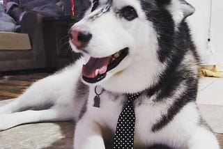 A Siberian Husky Changed My Life