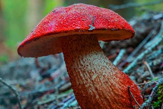 The Top 5 Benefits of Growing Your Own Psilocybin Mushroom Spores