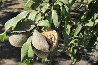 This is how your almonds are harvested.